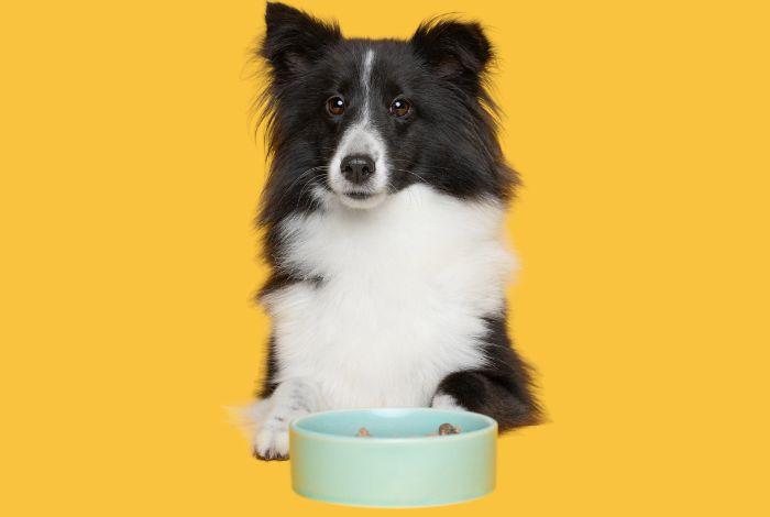 Shetland Sheepdog liegt vor einem mintgrünen Futternapf auf gelbem Hintergrund