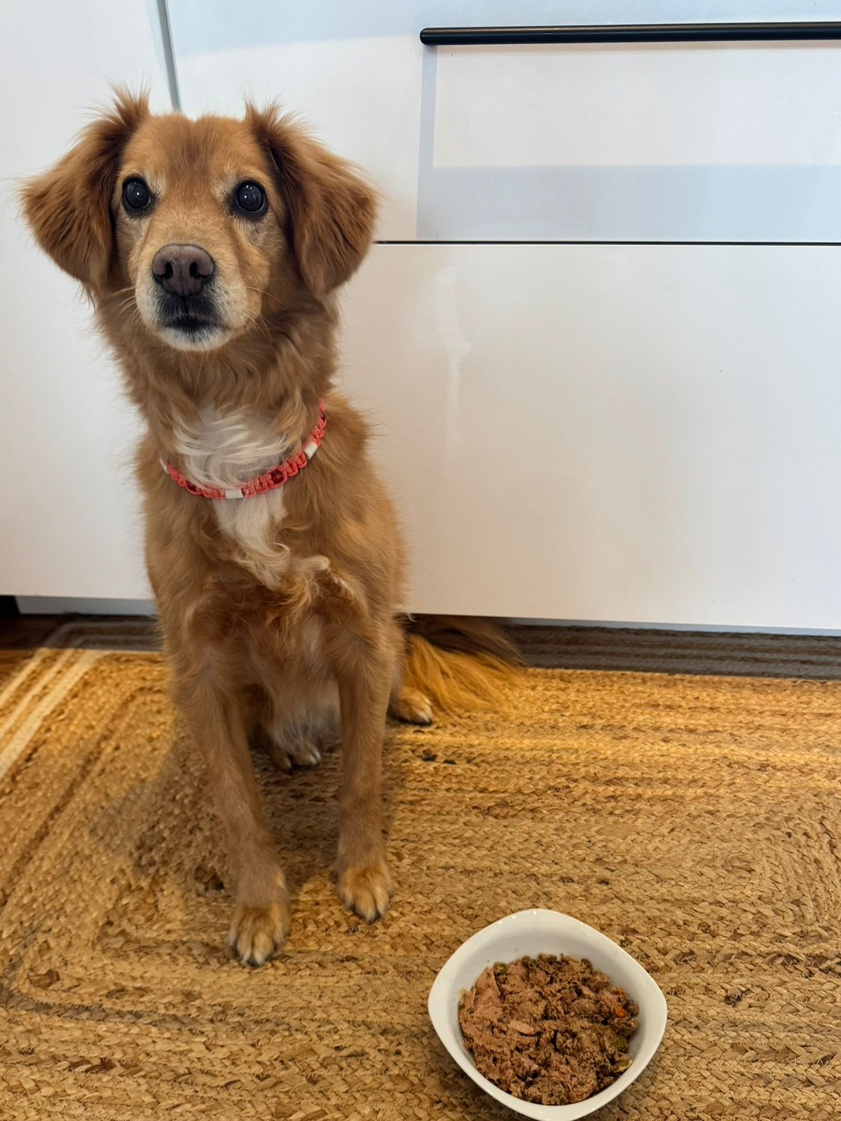 Mischlings-Hund sitzt vor einem Napf mit Tasty Frischfutter in der Küche