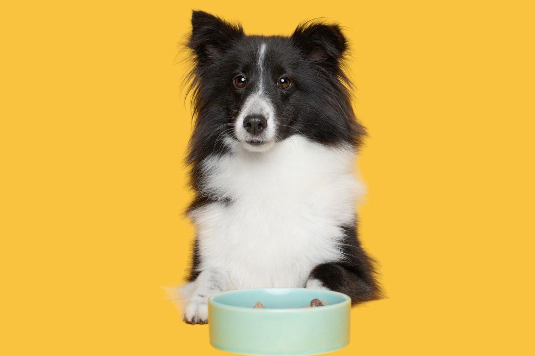Shetland Sheepdog liegt vor einem Napf mit Frischfutter von Tasty Petfood